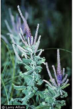 Photo of Leadplant