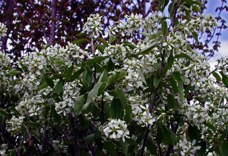 Photo of Western (Saskatoon) serviceberry