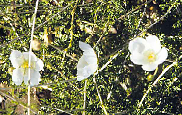 Photo of Apache plume