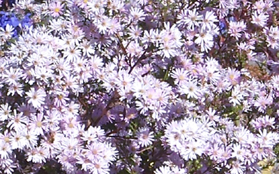 Photo of Michaelmas Daisy