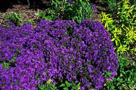 Photo of Purple dome aster