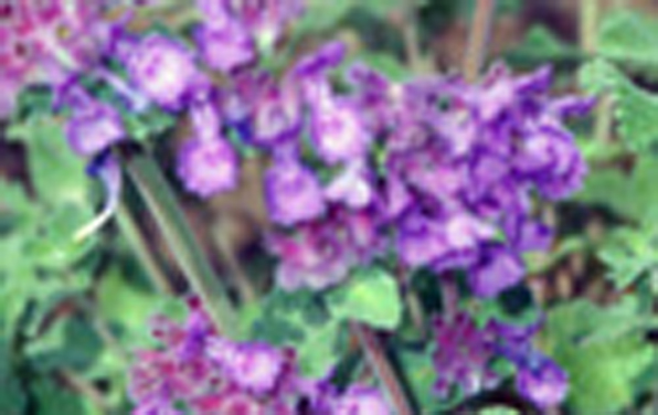 Photo of Catmint