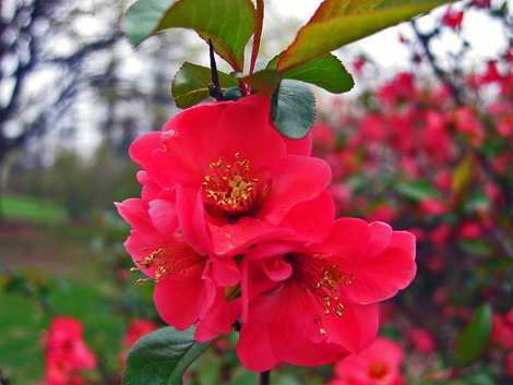Photo of Flowering quince cameo
