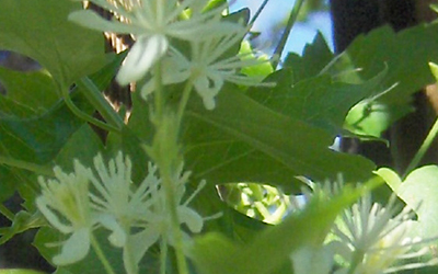 Photo of Western White Clematis