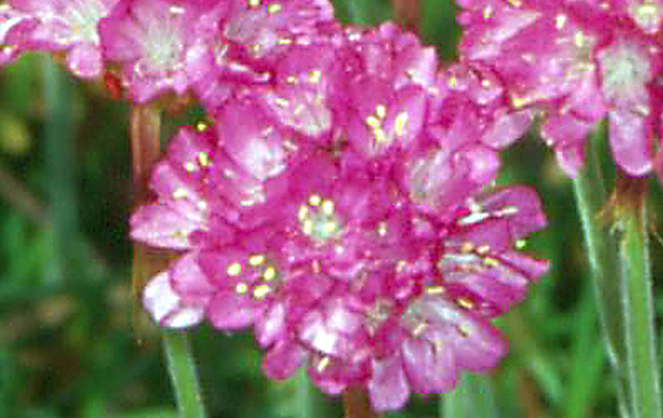 Photo of Common thrift