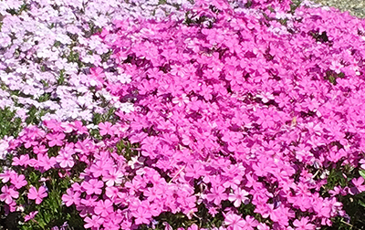 Photo of Creeping Phlox