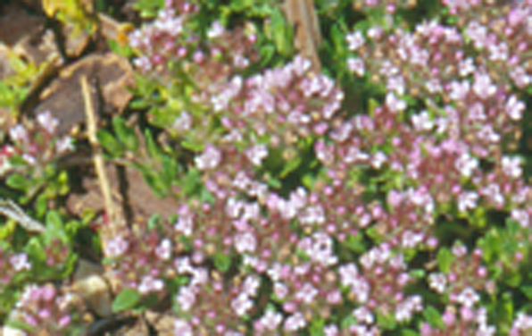 Photo of Creeping thyme