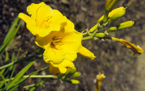 Photo of Daylily