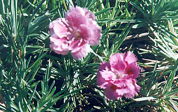 Photo of Pinks