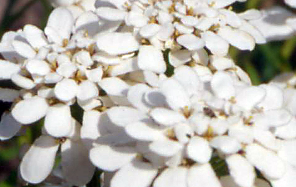 Photo of Dwarf candytuft