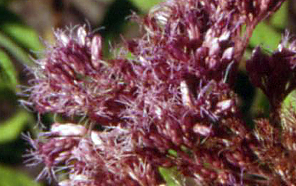 Photo of Joe Pye weed