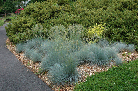 Photo of Sea urchin blue fescue