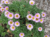 Photo of Fleabane pink daisy