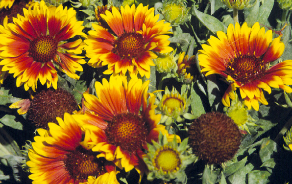 Photo of Goblin blanket flower