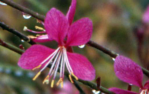 Photo of Gaura