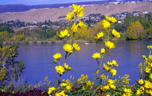 Photo of Maximilian’s sunflower