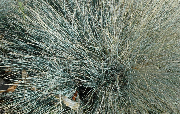 Photo of Blue oat/blue avena grass