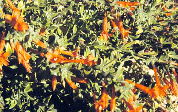 Photo of Hardy hummingbird trumpet