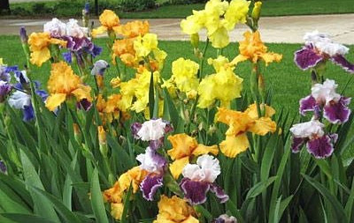 Photo of Bearded Iris