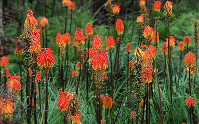 Photo of Red hot poker