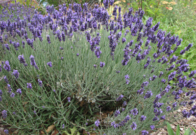 Photo of Lavender