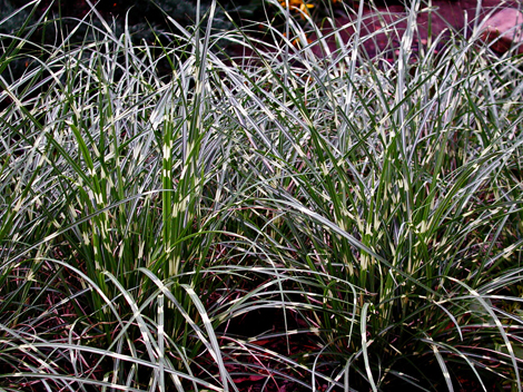 Photo of Dwarf zebra grass