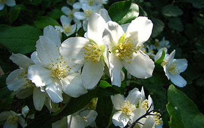 Photo of Mock Orange