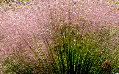 Photo of Undaunted Ruby Muhly Grass