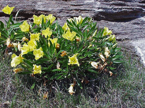 Photo of Missouri evening primrose