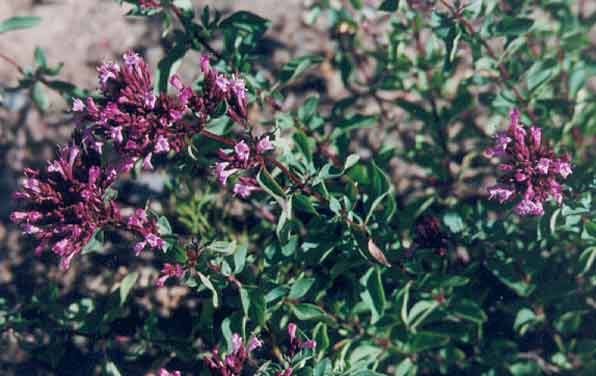 Photo of Ornamental oregano butterfly