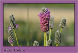 Photo of Purple prairie clover