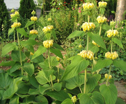 Photo of Hardy Jerusalem sage