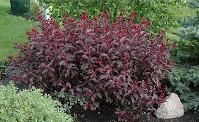 Photo of Purple leaf sand cherry