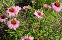 Photo of Purple coneflower