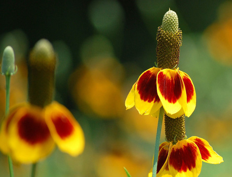 Photo of Yellow prairie coneflower