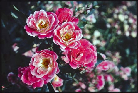 Photo of Fuchsia Meidiland rose