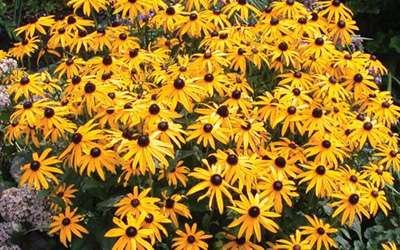 Photo of Black-eyed Susan daisy