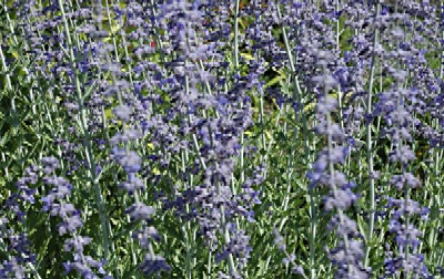 Photo of Russian sage