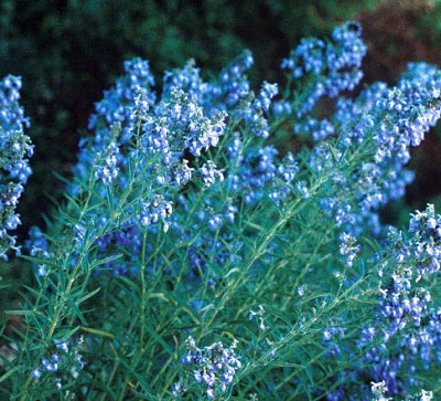 Photo of Pitcher’s blue sage