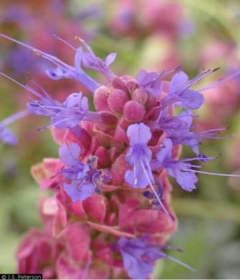 Photo of Giant flowered purple sage