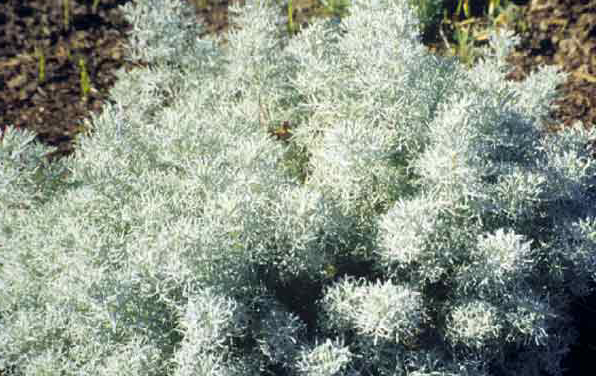 Seafoam Artemisia, Curlicue Sage