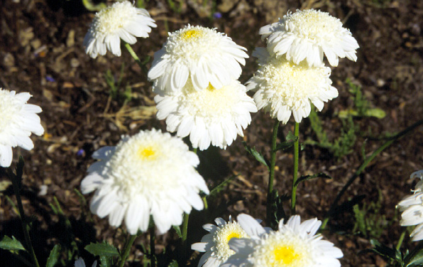 Photo of Double Shasta daisy