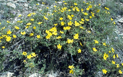 Photo of Shrubby cinquefoil