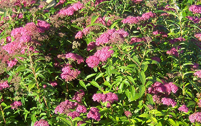 Photo of Shrub Spirea