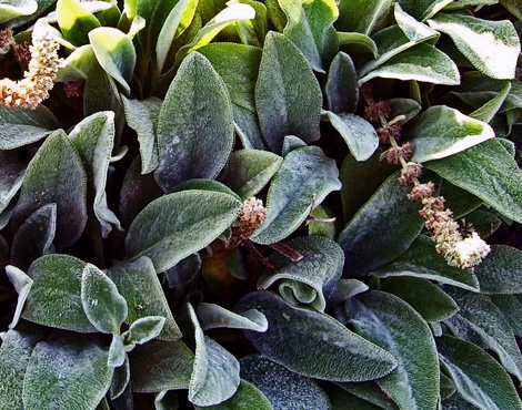 Photo of Lambs ear