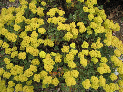 Photo of Sulfur buckwheat