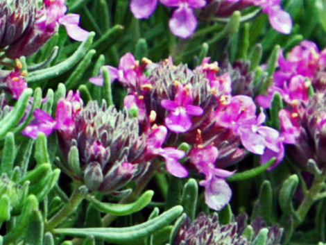 Photo of Gray creeping germander