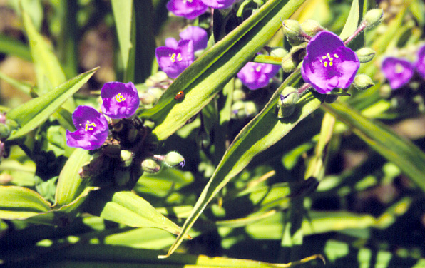 Photo of Spiderwort