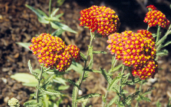 Photo of Yarrow