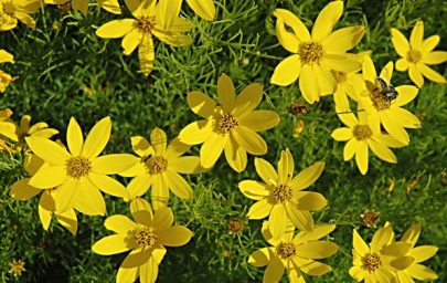 Photo of Thread leaf coreopsis